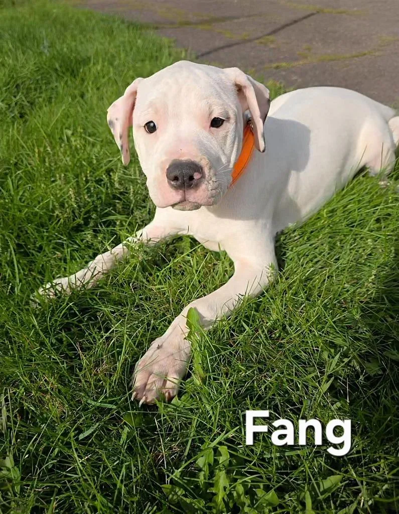 A baby medium-sized male Pit Bull Terrier dog named Fang for adoption in Cloquet, MN