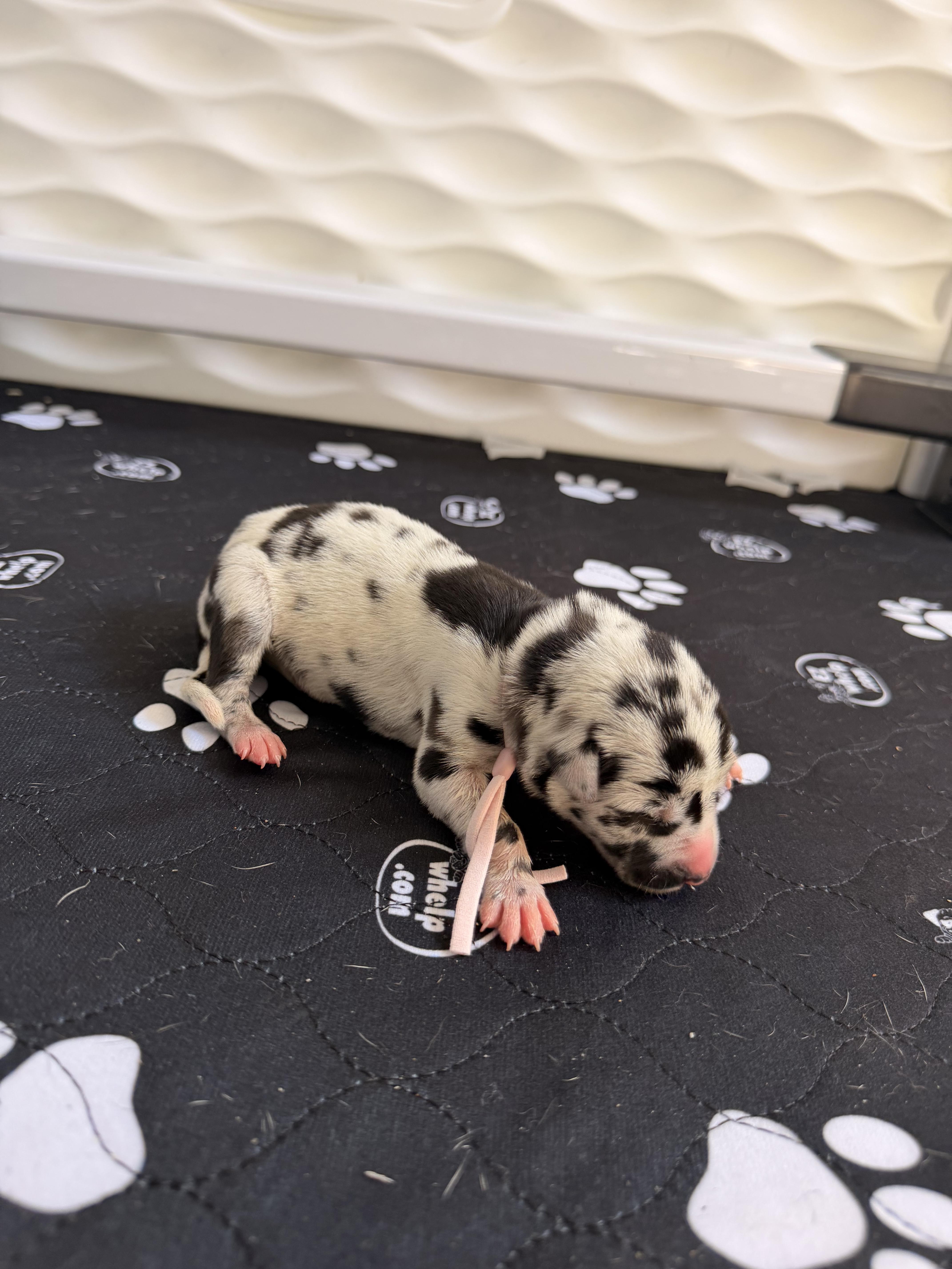 A baby small-sized female White / Cream Great Dane dog named Eleanor Pink for adoption in Long Beach, CA