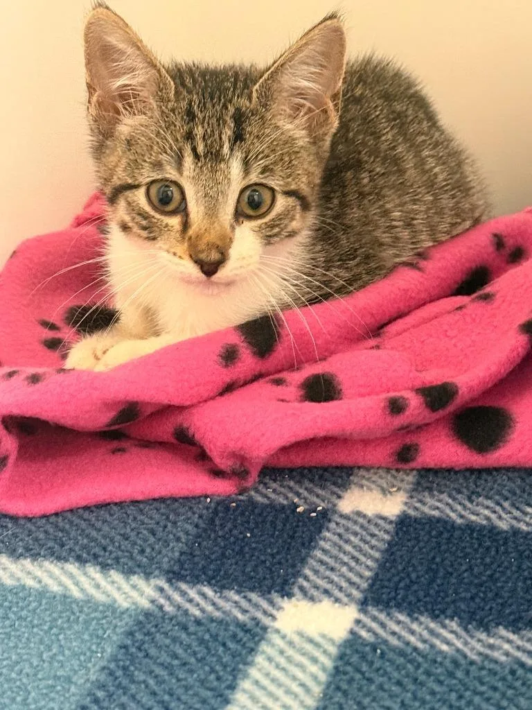 A baby small-sized male Domestic Short Hair cat named Pooh for adoption in Blountville, TN