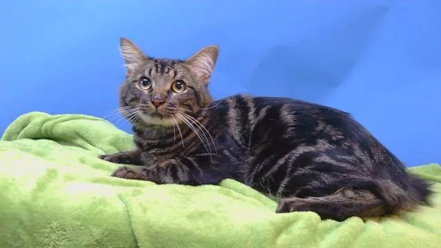 An adult large-sized male Domestic Short Hair cat named Luffy for adoption in Gardena, CA