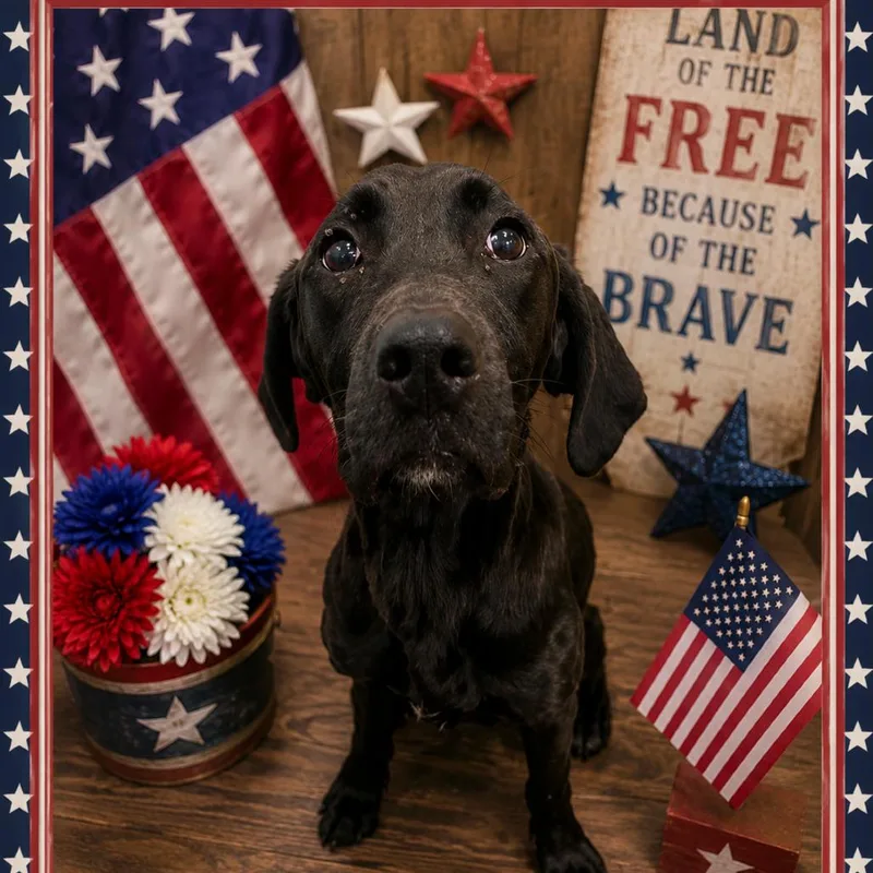 A young medium-sized female Black Mixed Breed dog named Coco for adoption in Columbiana, AL