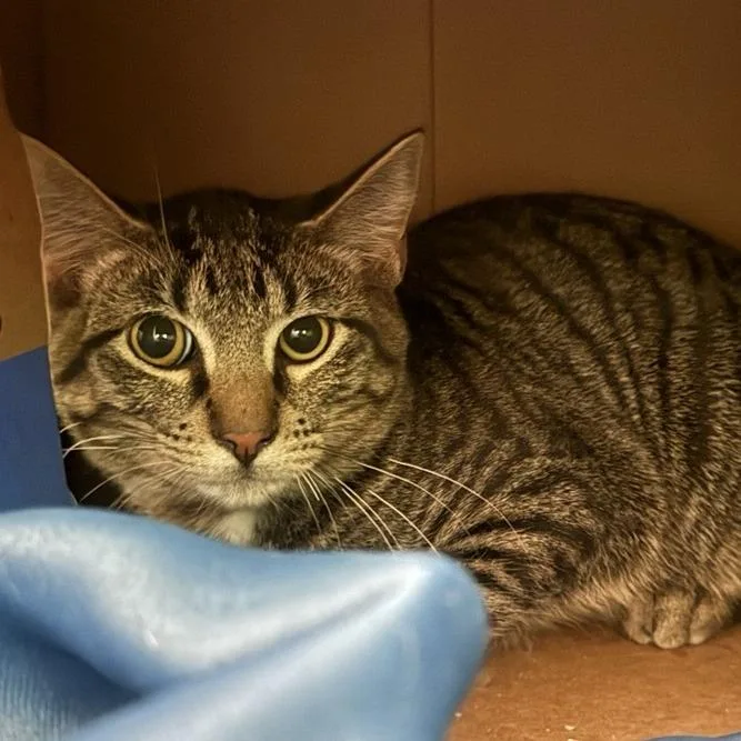 A baby medium-sized male Brown / Chocolate Domestic Short Hair cat named Bandit for adoption in Saint Louis, MO
