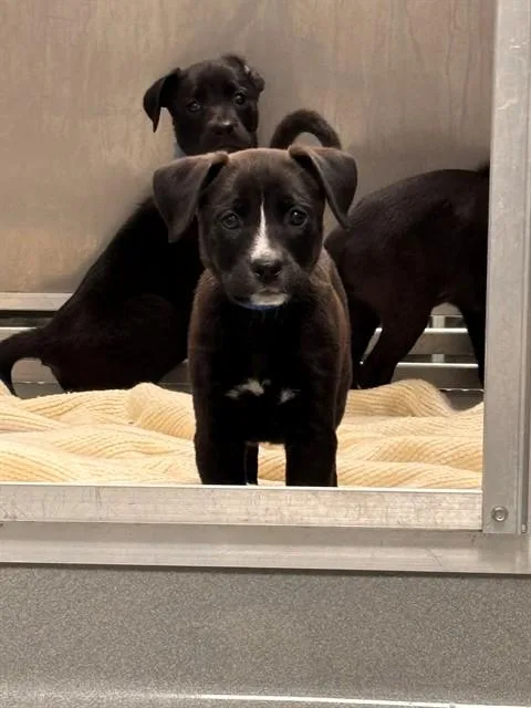 A baby small-sized male German Shepherd Dog dog named Lior for adoption in Ontario, CA