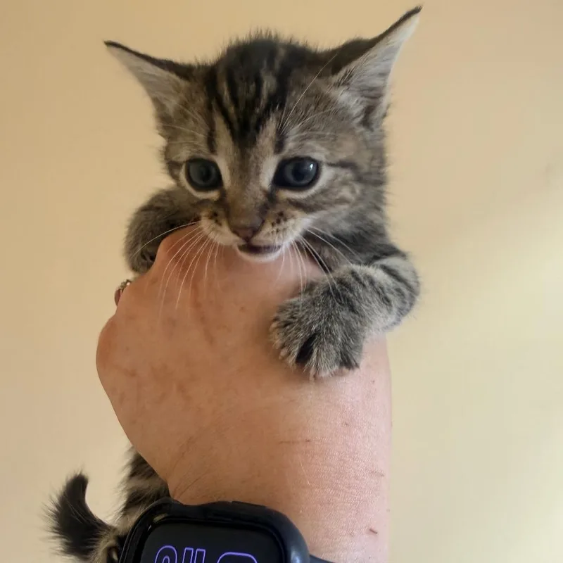A baby small-sized female Gray / Blue / Silver Domestic Short Hair cat named Ellie for adoption in Corinth, MS