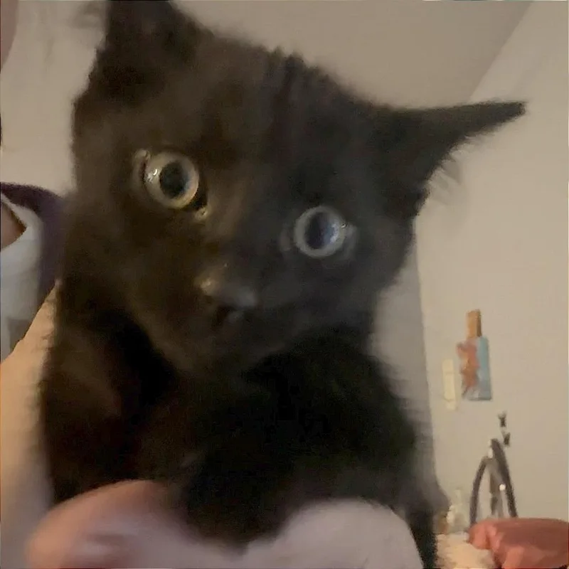 A baby small-sized male Black Domestic Short Hair cat named Potato for adoption in Wichita, KS