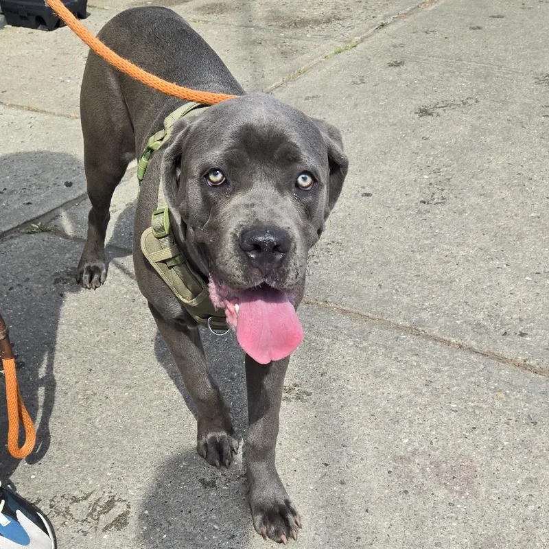 A baby small-sized female Gray / Blue / Silver Cane Corso dog named Giselle for adoption in Newark, NJ