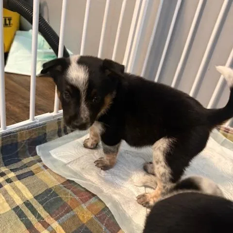 A baby medium-sized male Gray / Blue / Silver Australian Cattle Dog / Blue Heeler dog named Buzz for adoption in Normal, IL