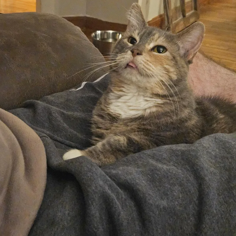 A young medium-sized female Dilute Tortoiseshell Domestic Short Hair cat named Latte for adoption in Hoyleton, IL