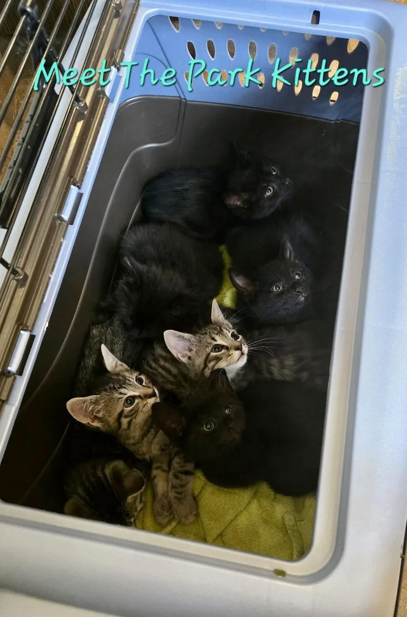 A baby medium-sized male Domestic Short Hair cat named Rainier for adoption in Penndel, PA