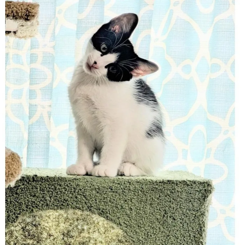 A baby medium-sized male Black & White / Tuxedo Domestic Short Hair cat named Aster for adoption in Austin, TX