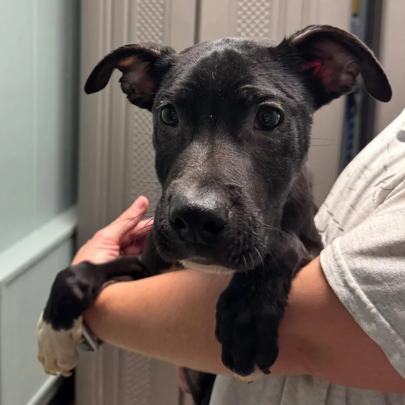 A baby medium-sized male Pit Bull Terrier dog named Jason for adoption in Columbia, MO