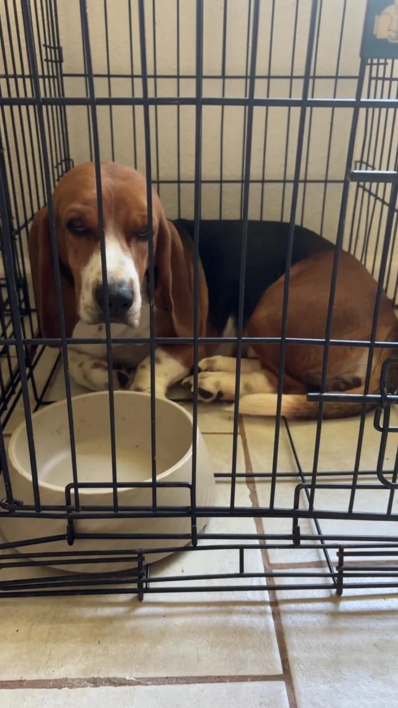 An adult large-sized female Basset Hound dog named Zoey for adoption in Grapevine, TX