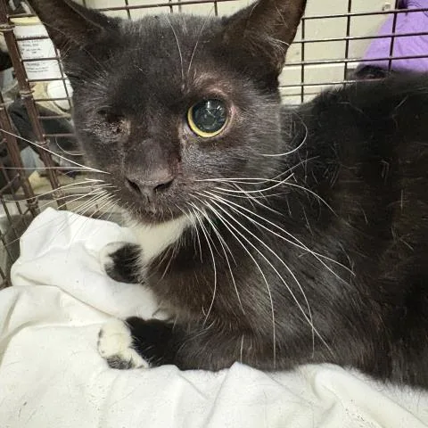 An adult medium-sized male Domestic Short Hair cat named Chesterson for adoption in Pensacola, FL