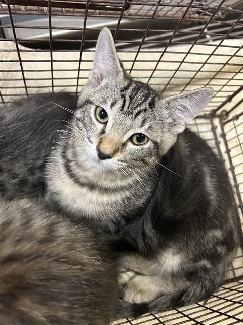 A baby small-sized male Domestic Short Hair cat named Therion for adoption in Modesto, CA