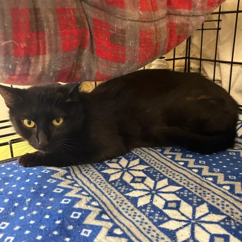 An adult medium-sized female Black Domestic Short Hair cat named Shadow for adoption in Monroe, MI