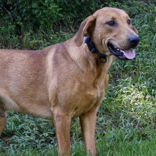 A young medium-sized male Bicolor Redbone Coonhound dog named Tayto SCAS for adoption in Rockaway, NJ