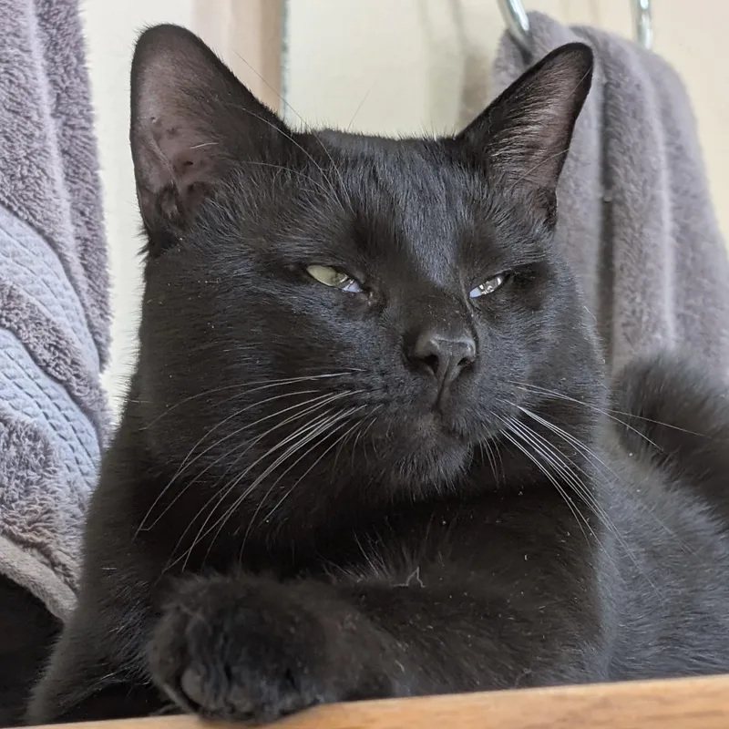 An adult medium-sized male Black Domestic Short Hair cat named Nougat for adoption in Bentonville, AR