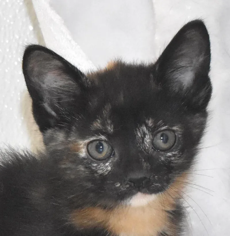 A baby large-sized female Domestic Short Hair cat named Meowzart for adoption in Springfield, OH