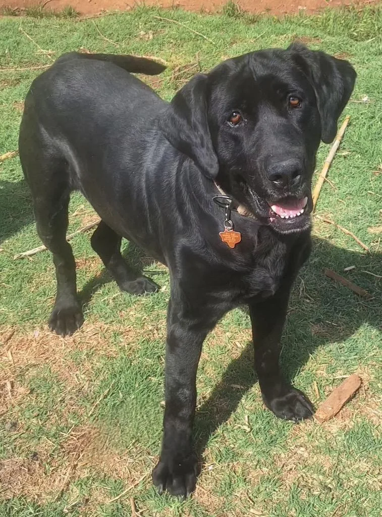 An adult large-sized male Labrador Retriever dog named Buster for adoption in North Syracuse, NY