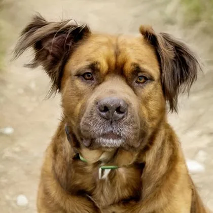 Gus