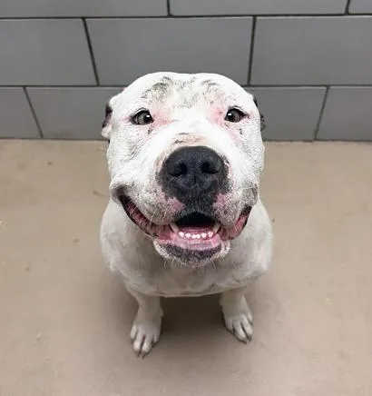 An adult large-sized female Black Mixed Breed dog named Bonnie for adoption in Nashville, TN