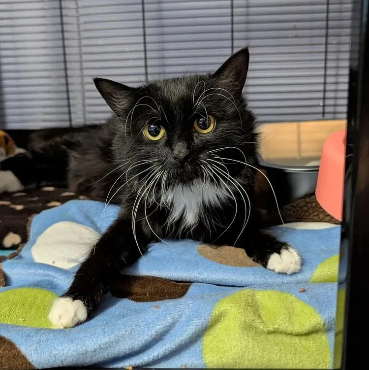 An adult medium-sized female Black & White / Tuxedo Domestic Long Hair cat named Chanel for adoption in Davison, MI