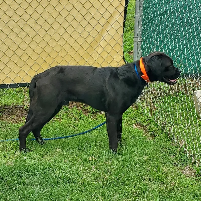 A young medium-sized male Black Mixed Breed dog named Cujo for adoption in Denison, TX