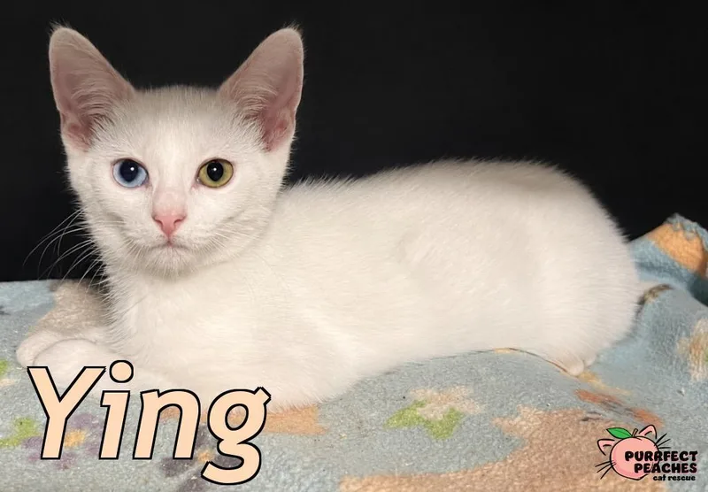 A baby medium-sized female Domestic Short Hair cat named Ying for adoption in Douglasville, GA