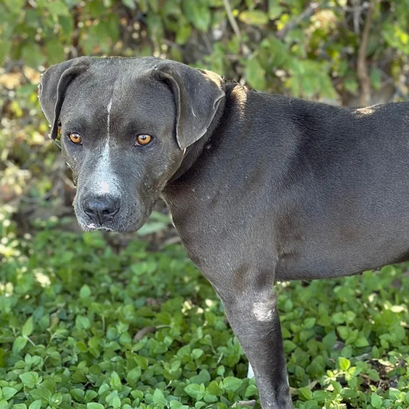 An adult medium-sized male Pit Bull Terrier dog named Blue Boy for adoption in Bastrop, TX