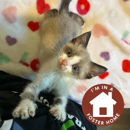 A baby small-sized male Siamese cat named Ram for adoption in Janesville, WI