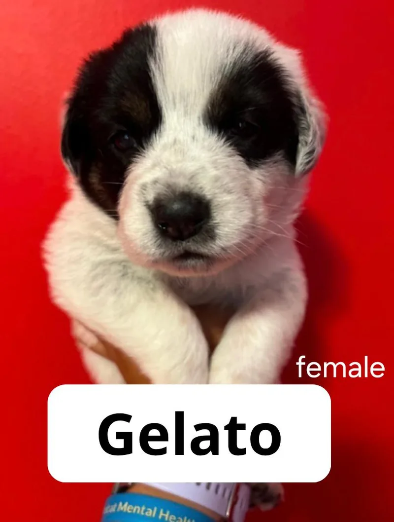 A baby medium-sized female Australian Cattle Dog / Blue Heeler dog named Gelato for adoption in Lake Elsinore, CA