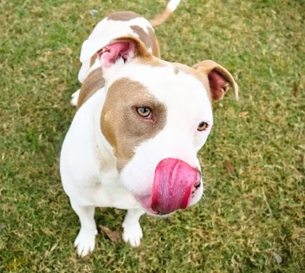 An adult large-sized male Pit Bull Terrier dog named Charcoal for adoption in Mobile, AL