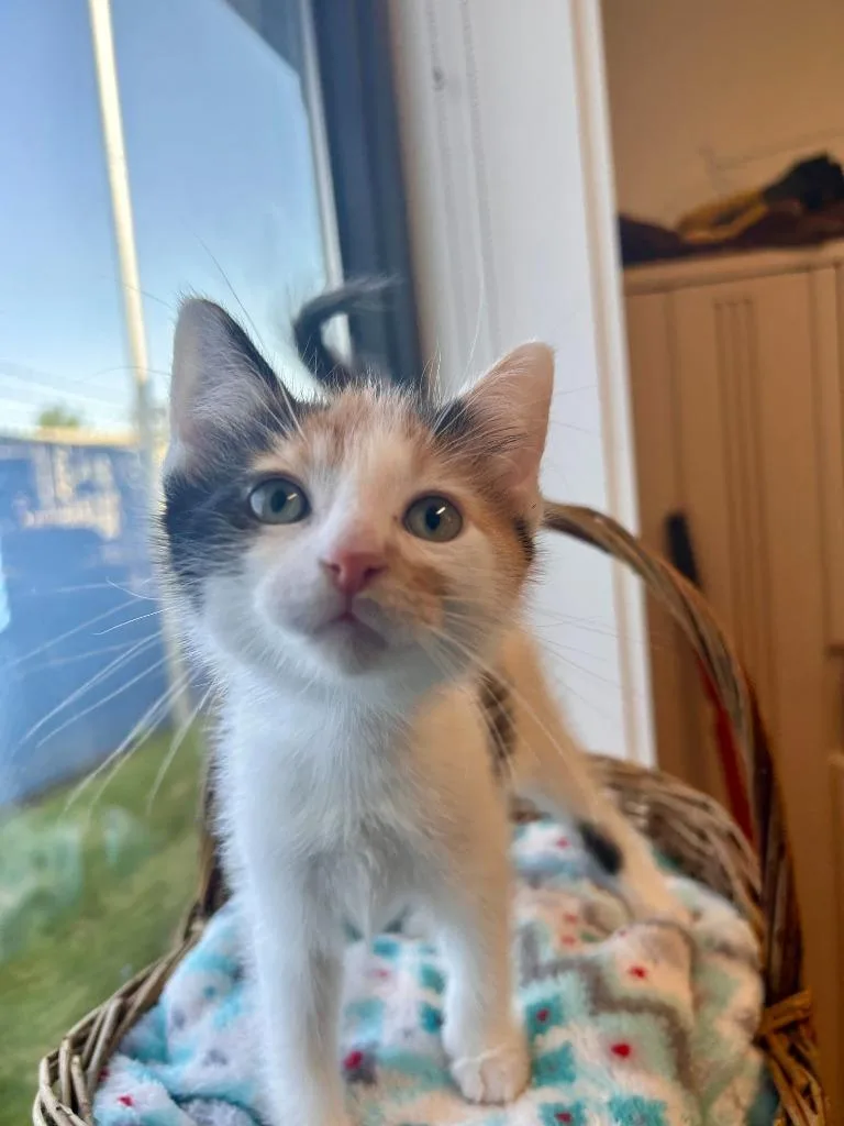 A baby medium-sized female Domestic Short Hair cat named Hermione Granger for adoption in Minot, ND