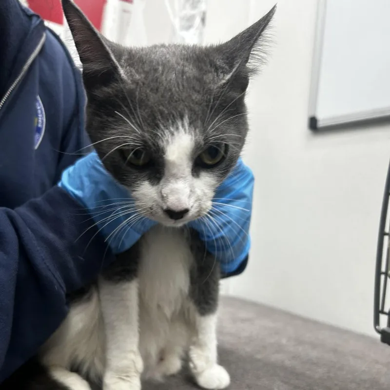 A baby medium-sized female Gray / Blue / Silver Domestic Short Hair cat named Sweetie for adoption in Newark, NJ
