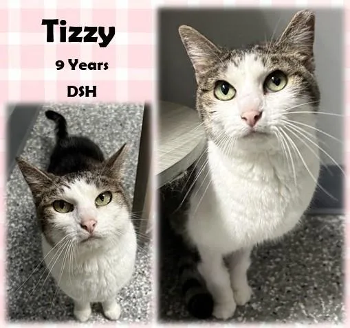 A senior medium-sized female Tabby (Brown / Chocolate) Domestic Short Hair cat named Tizzy for adoption in Franklin, IN