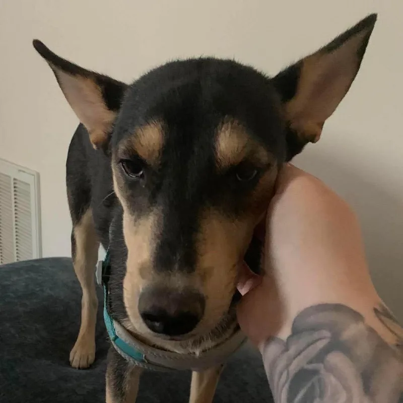 Stella thumbnail 2