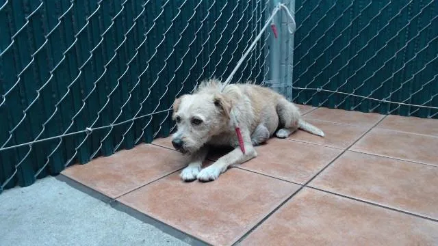 A senior medium-sized female Terrier dog named Nani for adoption in Downey, CA