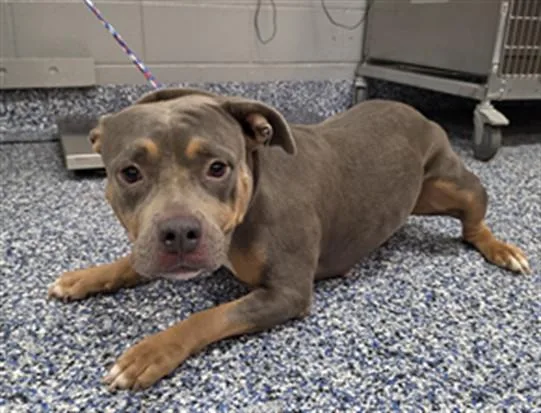 An adult medium-sized female American Staffordshire Terrier dog named Maya for adoption in Thousand Palms, CA