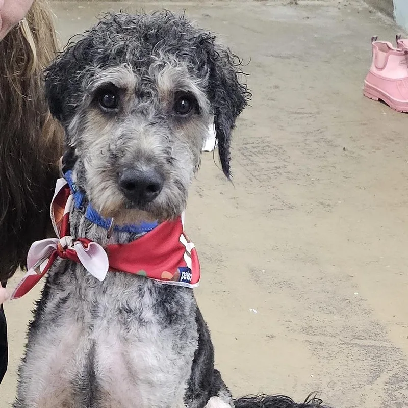 A young medium-sized male Black Mixed Breed dog named Bossco for adoption in Tulsa, OK