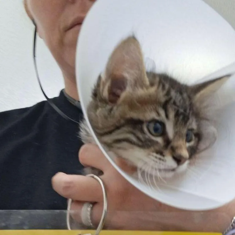 A young medium-sized male Domestic Short Hair cat named Phoenix for adoption in Lake Havasu City, AZ