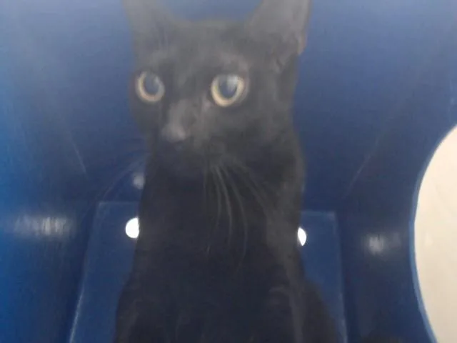 A young small-sized female Domestic Short Hair cat named Hecate for adoption in Orlando, FL