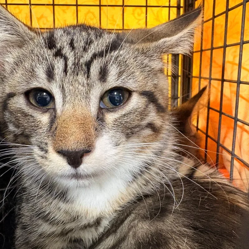A baby small-sized male Gray / Blue / Silver Domestic Short Hair cat named Shaggy for adoption in Newark, NJ