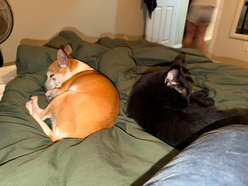 A senior small-sized male Apricot / Beige Chihuahua dog named Mikey for adoption in Temple, TX