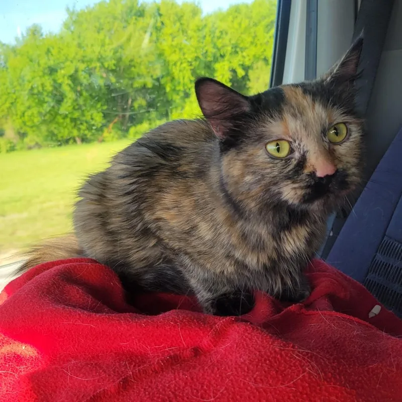 A young small-sized female Tortoiseshell Domestic Long Hair cat named Zenobia for adoption in Rochester, MN