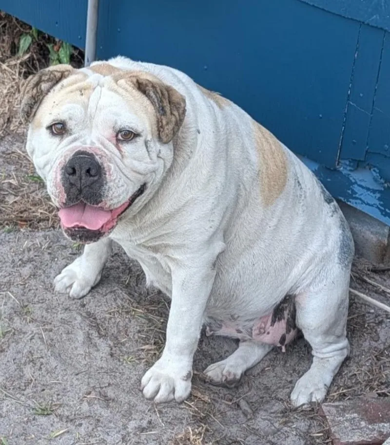 A young medium-sized female Bull Terrier dog named Petunia for adoption in St. Augustine, FL