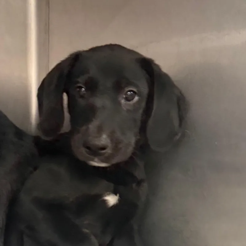 A baby medium-sized male Black Labrador Retriever dog named Baxter for adoption in Jacksonville, AR