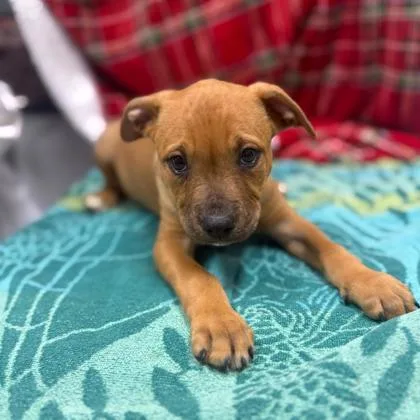 Poptropica thumbnail 3