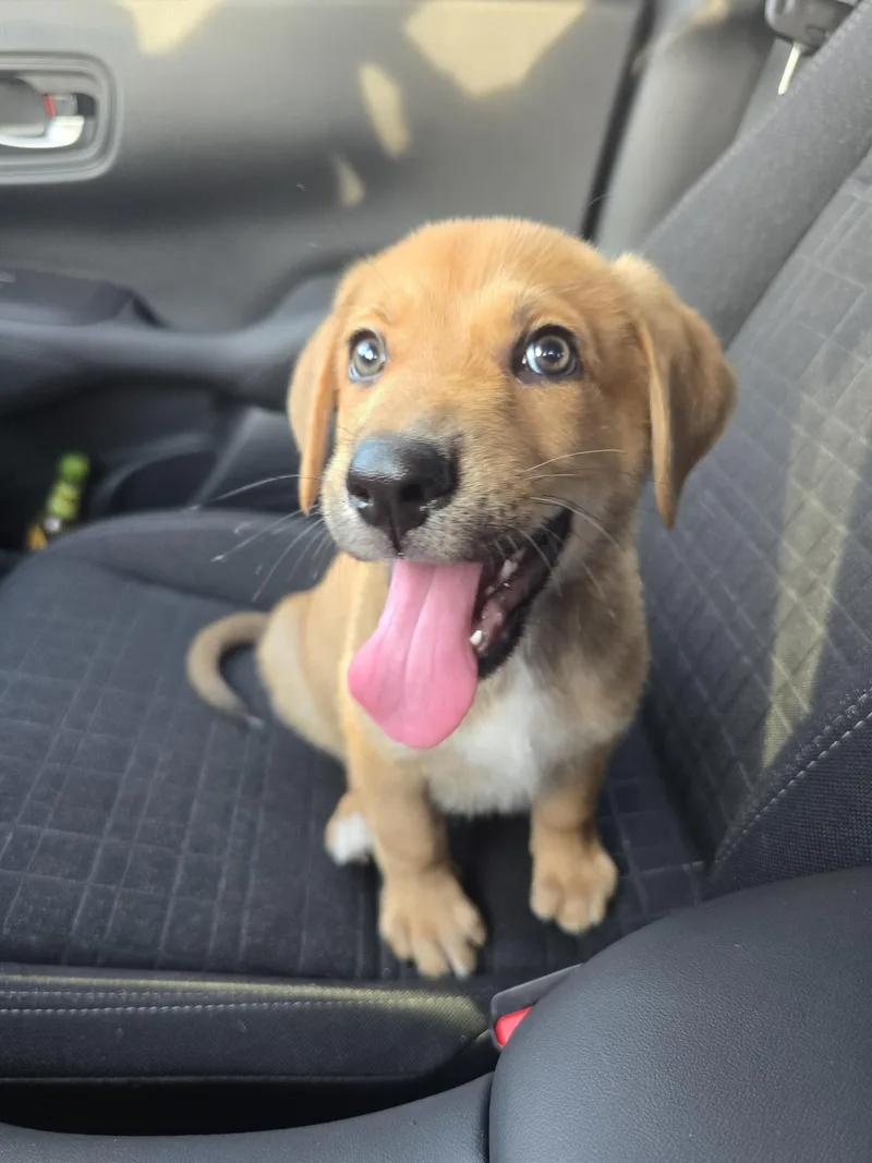 A baby medium-sized male Yellow / Tan / Blond / Fawn Yellow Labrador Retriever dog named Ranger for adoption in Wichita Falls, TX