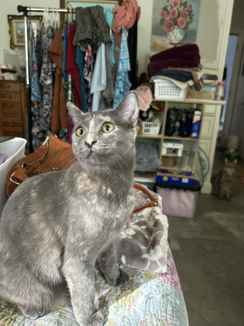 Pixie =^.^= thumbnail 2