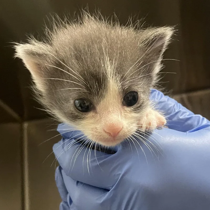 A baby small-sized male Gray / Blue / Silver Domestic Short Hair cat named Tobias for adoption in Lynchburg, VA